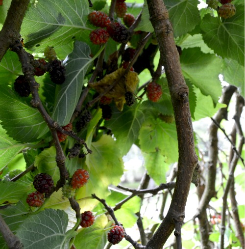 Inside The Mulberry Tree – From China Village