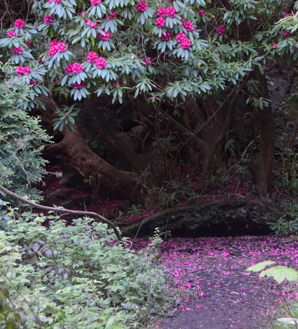 Top 101+ Images 100 Year Old Rhododendron And The Woman Who Planted It 